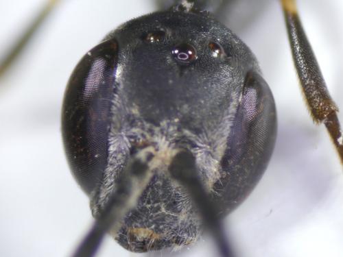 Gasteruption caucasicum